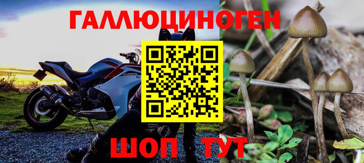 Псилоцибиновые грибы мицелий Кисловодск